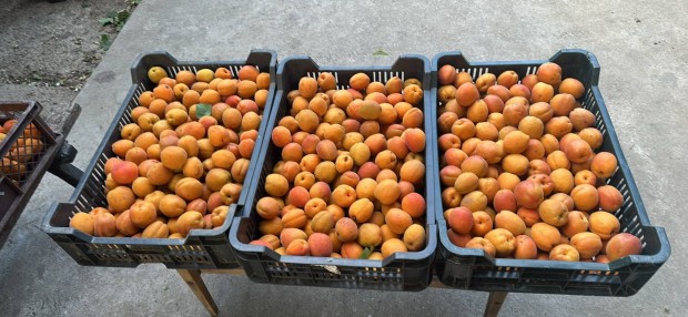 Figyelem 500kg kajszibarack étkezési