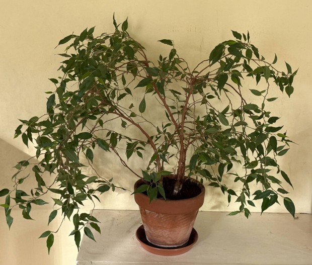 Fikusz Benjamina 'Natasja' kb 60 cm magas cser�ppel