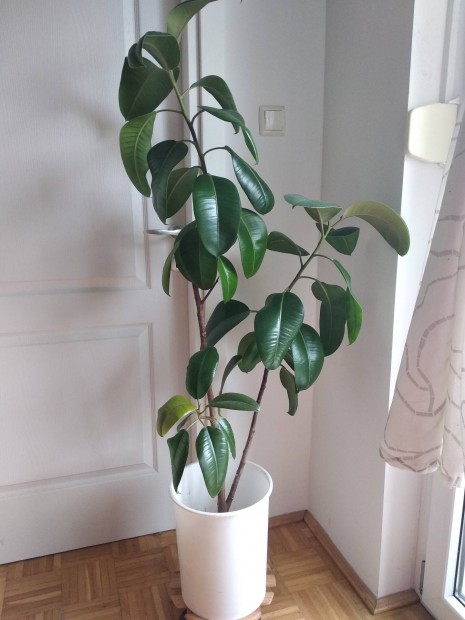 Fikusz (Ficus robusta) 145 cm magas