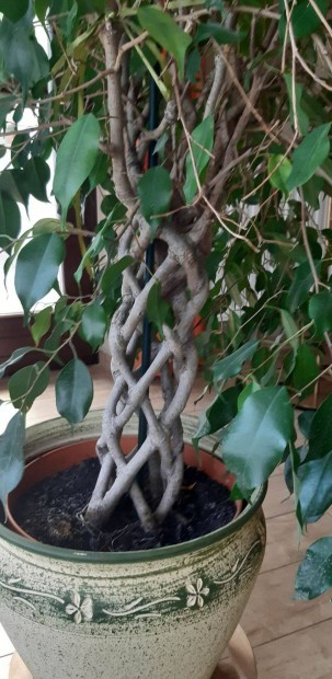 Fikusz ( Ficus benjamina ) fonott trzs ( Gyr mellett )