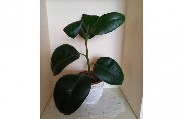 Fikusz (ficus) szobanvny elad