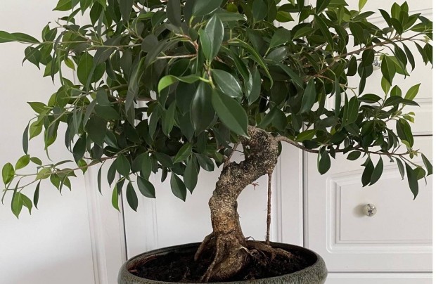 Fikusz bonsai