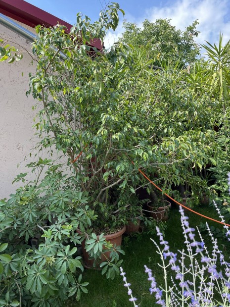 Fikusz ficus benjamina elad