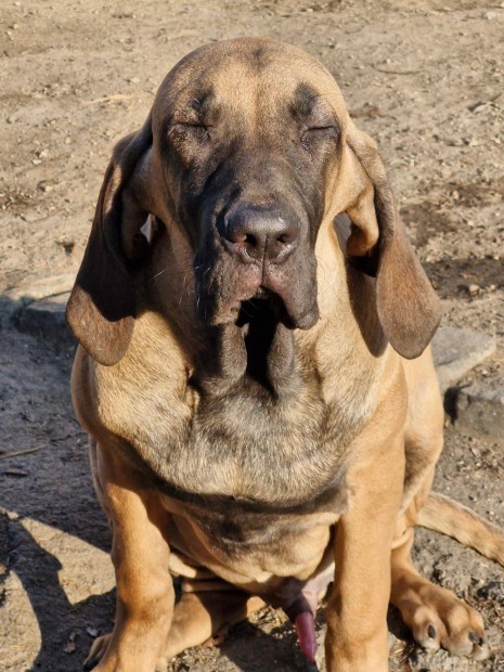 Fila Brasileiro