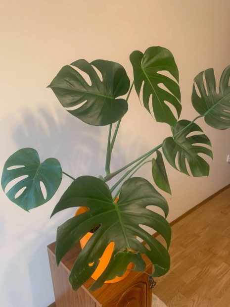 Filodendron-