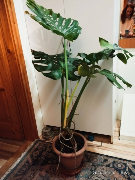 Filodendron (knnyez plma 110 cm)