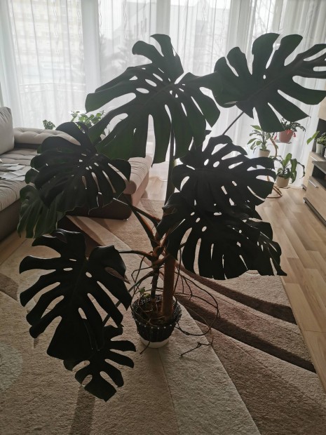 Filodendron dsznvny 