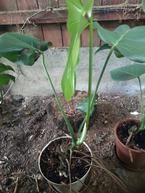 Filodendron elad