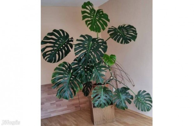 Filodendron monstera knnyezplma knnyez plma 2 gas