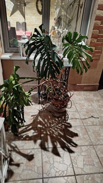 Filodentron, knnyezplma, Monstera 120cm