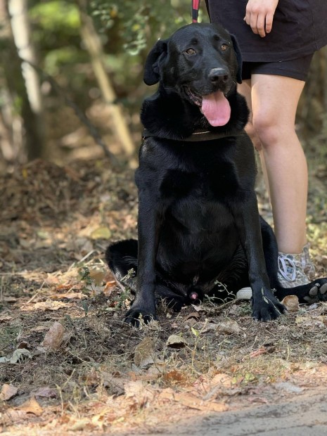 Finko 8 ves labrador ivartalan kan