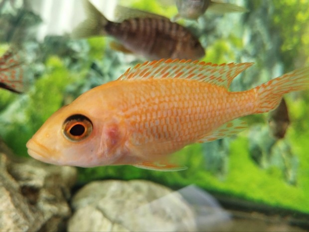 Firefish, csszrsgr, Aulonocara Firefish 7 cm mretben
