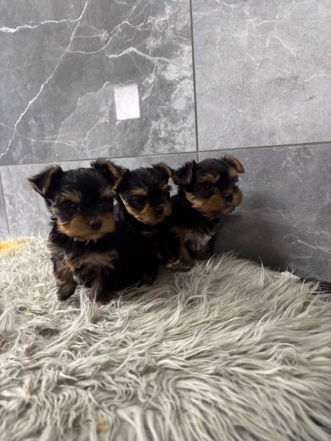 Fi yorki yorkshire terrier fajtatiszta jelleg kiskutyk