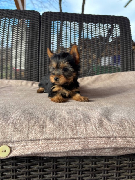 Fi yorki yorkshire terrier fajtatiszta jelleg kiskutyk