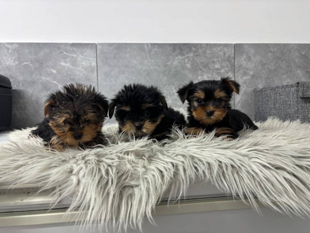 Fi yorki yorkshire terrier fajtatiszta jelleg kiskutyk