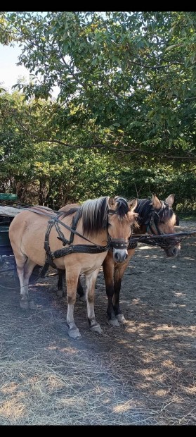 Fjord f�lv�r anya-fia du�