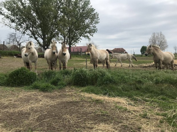 Fjord tisztavr lovak eladk