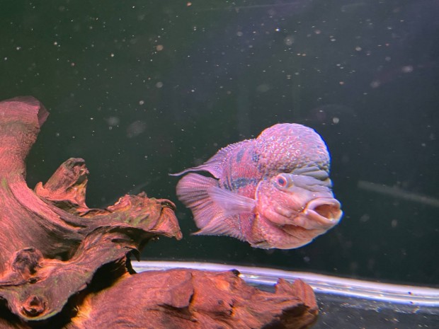 Flowerhorn sgr hal elad!