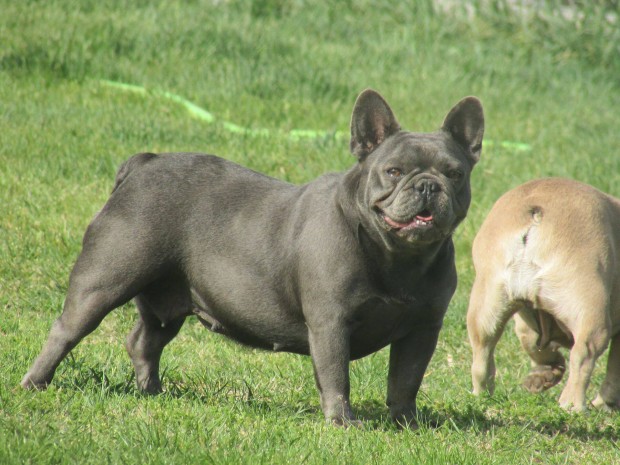 Fluffy s tan hordoz kk francia bulldog jelleg szuka kutya