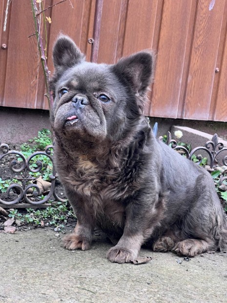 Fluffy francia bulldog szuka