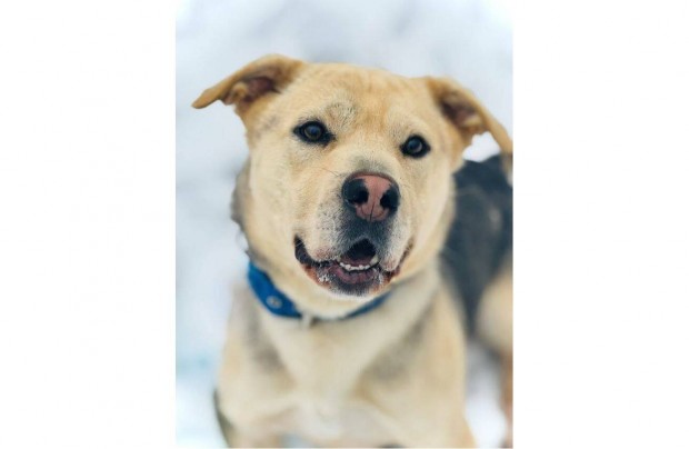 Fogadd �r�kbe Bobby kutyust ingyen