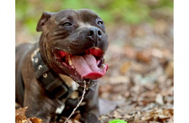 Fogadd �r�kbe Bobek kutyust ingyen