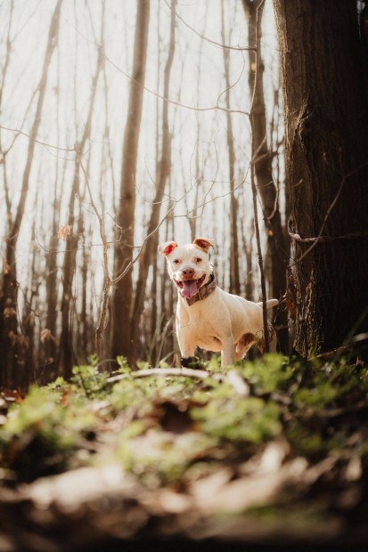 Fogadd �r�kbe G�nter kutyust ingyen