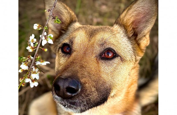 Fogadd �r�kbe Lizyke kutyust ingyen