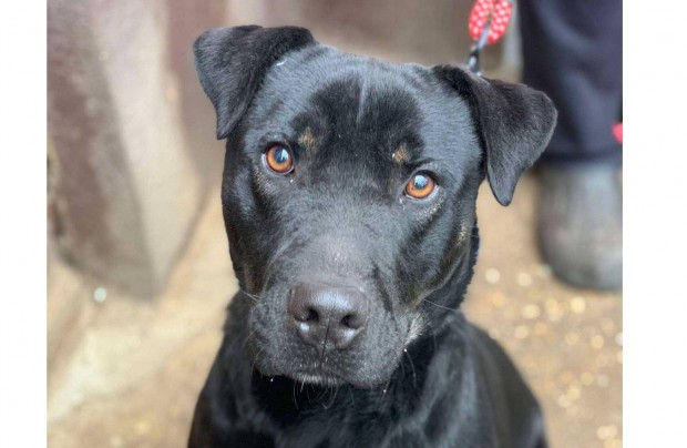 Fogadd �r�kbe M�zli kutyust ingyen