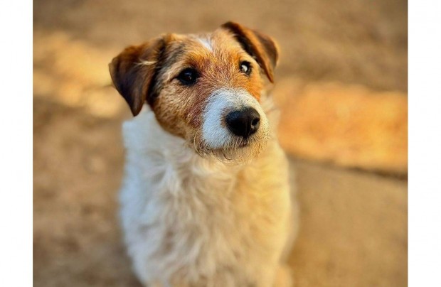 Fogadd �r�kbe P�tyik�t ingyen