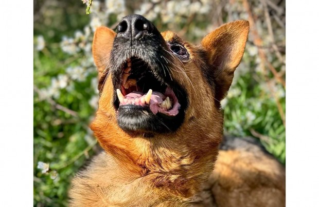 Fogadd �r�kbe Zarat a csodakuty�t ingyen