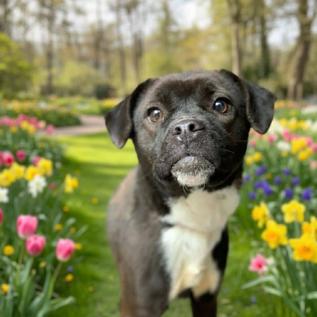 Fogadj �r�kbe egy cuki kutyal�nyt ingyen