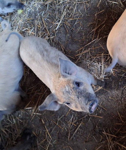 Foglalhat mangalica-durok malacok