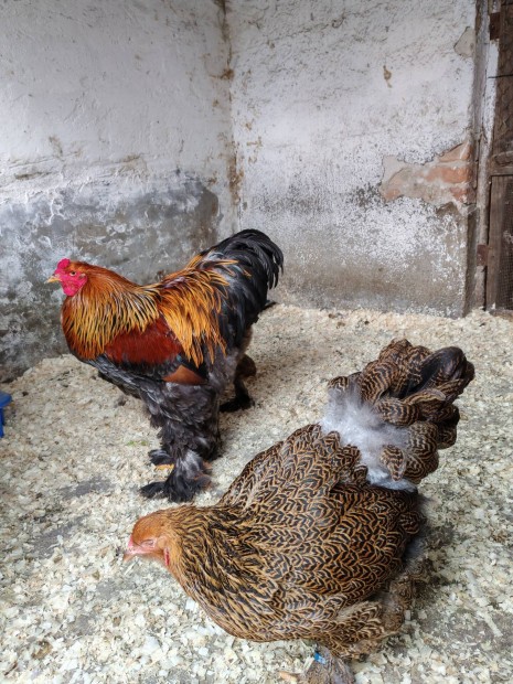 Fogoly Brahma