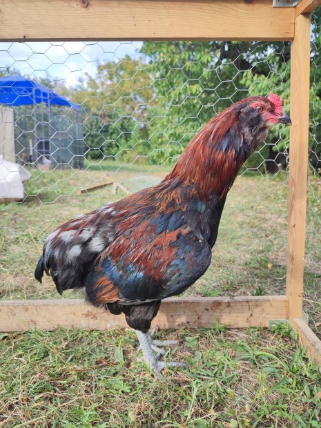 Fogolyszn araucana kakasok