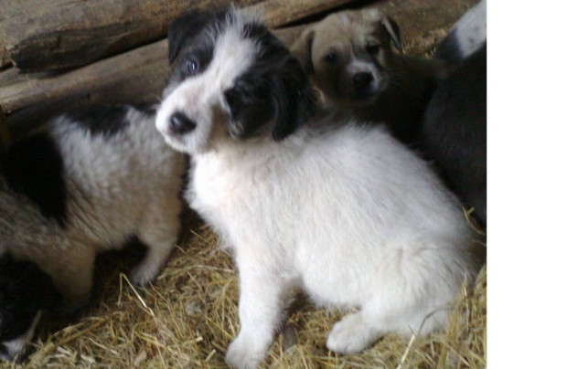 Foltos labrador jelleg lny kiskutya