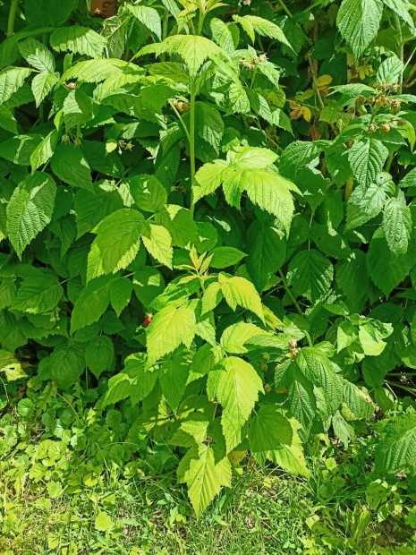 Folytonterm mlna