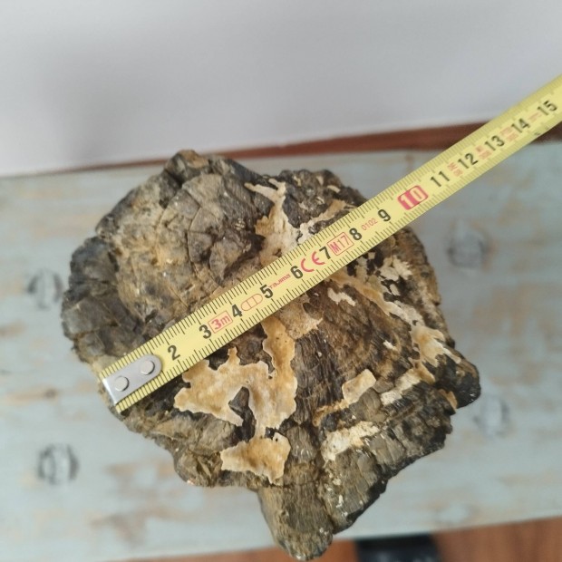 Fosszilis fatrzs 24cmx12cm