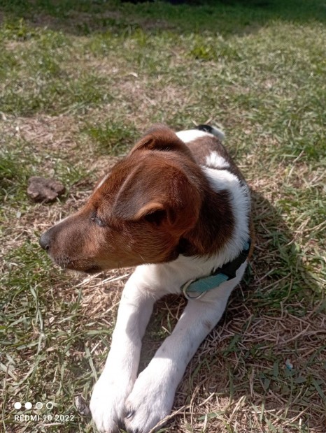 Fox terrier kiskutya