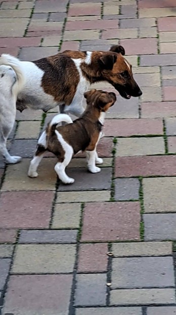 Foxterrier fajtatiszta jelleg kiskutya ingyen elvihet