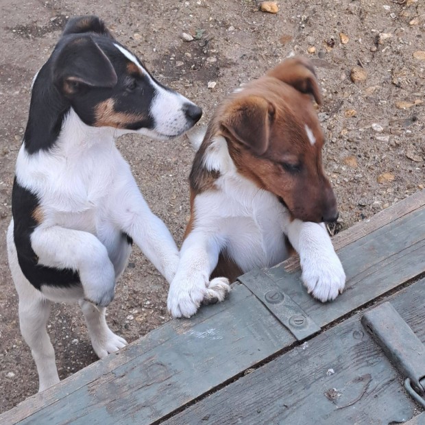 Foxterrier fajtatiszta jelleg kiskutya ingyen elvihet