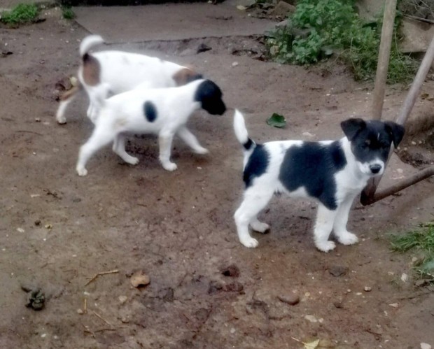 Foxterrier fajtatiszta jelleg klykk ingyen elvihetk