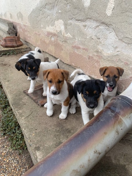 Foxterrier jelleg baba kutyk gazdit keresnek ingyen elviheten