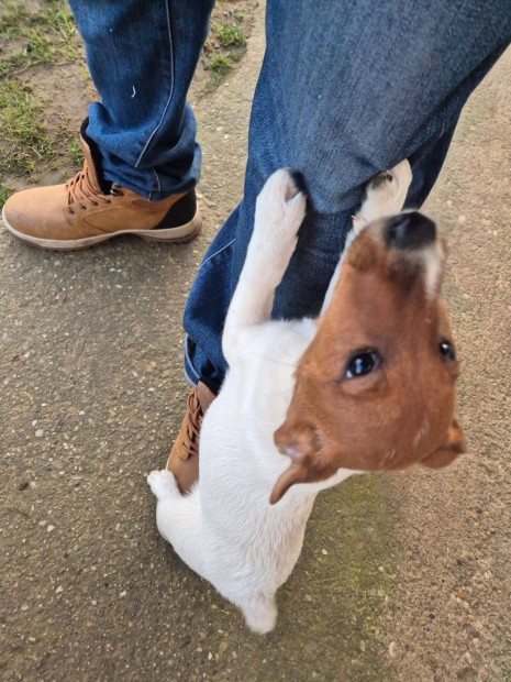 Foxterrier jelleg kiskutya Ingyen elvihet, rkbefogadhat