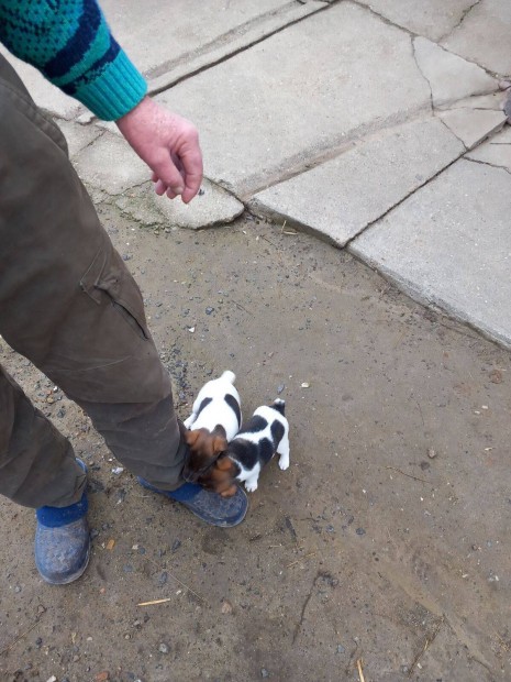 Foxterrier jelleg kiskutyk ingyen elvihet rkbefogathatk!