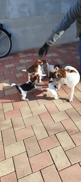 Foxterrier jelleg kiskutyk ingyen elvihetk