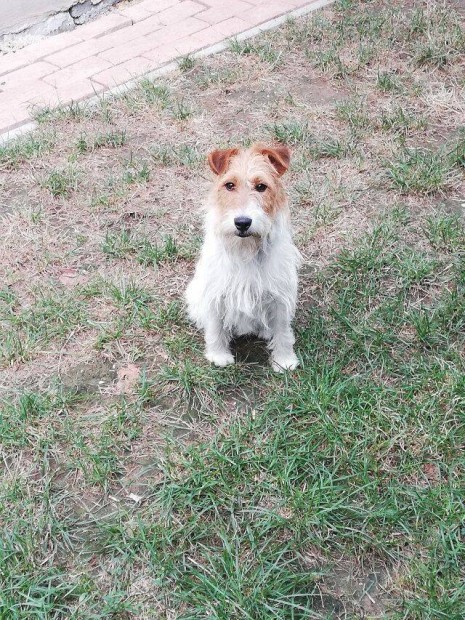 Foxterrier jelleg szuka rkbefogadsra elvihet