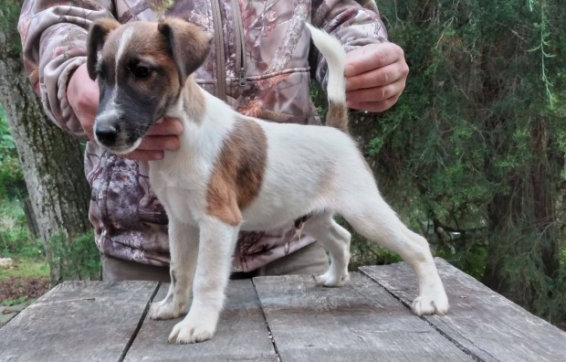 Foxterrier kiskutyk