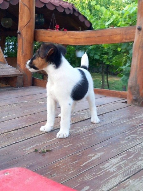 Foxterrier kölykök Foxi