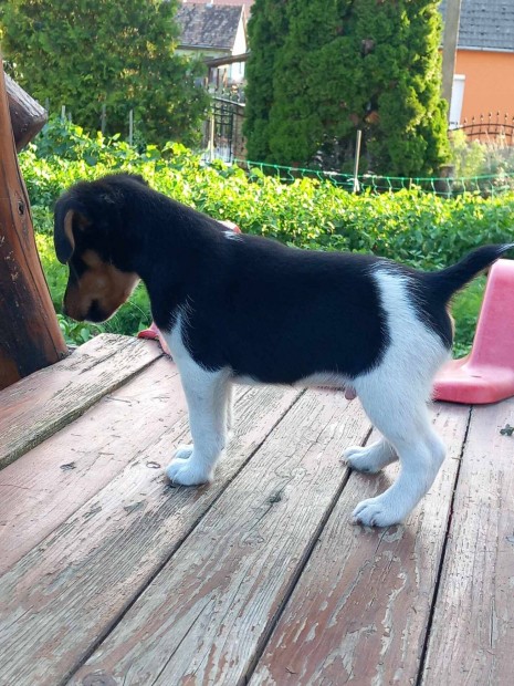 Foxterrier klyk